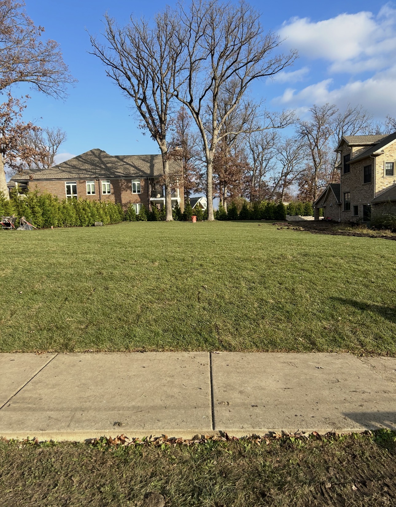 Freshly installed sod lawn and evergreen screening on a residential landscaping project by Tecalero Landscaping